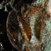 pentax-village---part-3--the-legend-still-continues