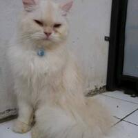 thread-hibah-adopsi-peliharaan-dan-kehilangan---part-2