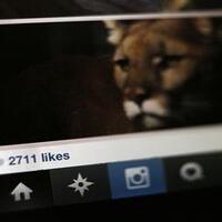 100-ribu-pengguna-instagram-jadi-korban-penipuan