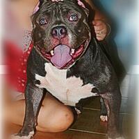 share-all-about-american-bully