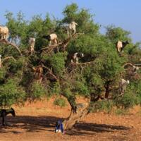 kambing-panjat-pohon