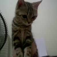 cat-lovers-kaskus-read-page-1-first---part-3
