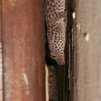 kulit-bentol-karena-dikencingi-kecoa-yakin-gan-dikencingi