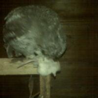 thread-khusus-burung-hantu-owl-kaskus---part-5