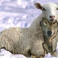 4-hewan-yang-sering-di-kambing-hitamkan