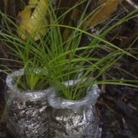 dilarang-bikin-thread-baru-mau-tanya-tentang-tanaman-masuk-sini-saja