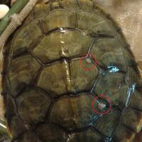 ltgtltgt-new-home-all-about-res-red-ear-slider---kura-brazil-ltgtltgt---part-1