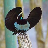hot--indonesia-punya-burung-dari-surga-bird-of-paradise