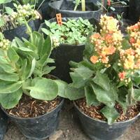 lounge-saung-kebun-ft---tempat-obrolan-warga-kampung-ft---part-1