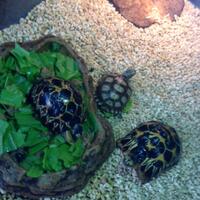 93787769378776937-all-about-tortoise-93787769378776937---part-3