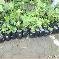 pohon-tin-pohon-ara-buah-tinbuah-ara-untuk-cancer-dan-collesterol-tinggi---part-2