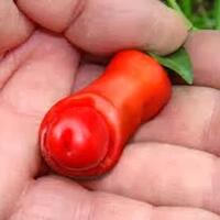 chilly-willy-cabe-unik-yang-bikin-cewek-geli