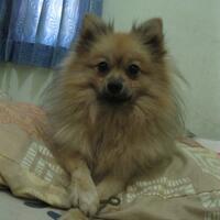 pomeranian-lovers---part-3