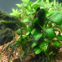 aquascape-for-everyone-learning-and-sharing