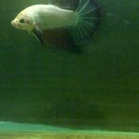 gtgtgtgt-it039s-a-giant-betta-cupang-raksasa---semua-ttg-ikan-cupang-giant-ltltlt