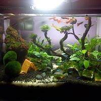 aquascape-for-everyone-learning-and-sharing