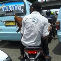 ngakak-ada-bule-bawa-elang-di-palmerah-gan