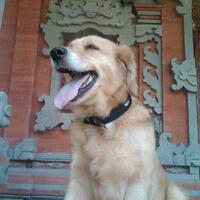 bali-dog-lover---part-3