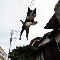 snoopy-kucing-super-imut-yang-gemparkan-dunia-maya