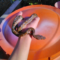 983098309830all-about-reticulated-python-ular-sanca-kembang983098309830