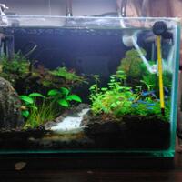 aquascape-for-everyone-learning-and-sharing