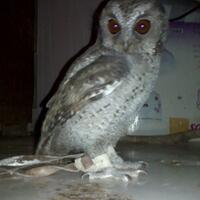 thread-khusus-burung-hantu-owl-kaskus---part-5