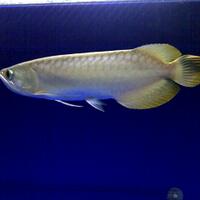 arowana--new-thread