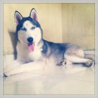 new-siberian-husky-lovers---read-page-1-for-update---part-2