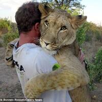 foto-foto-mengharukan-singa-besar-ini-masih-mengingat-penyelamatnya-saat-masih-bayi