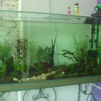 aquascape-for-everyone-learning-and-sharing