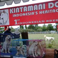 anjing-paling-terkenal-100-made-in-indonesia