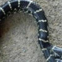 temukan-ular-berkepala-dua-tukang-kebun-syok