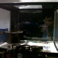 9788new-ask-about-leopard-gecko9788