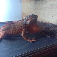 iguana-lovers