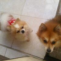 pomeranian-lovers---part-3