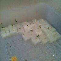 ayo-bertanam-cabe---hot--eksotis---part-1