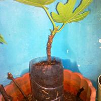 pohon-tin-pohon-ara-buah-tinbuah-ara-untuk-cancer-dan-collesterol-tinggi---part-2