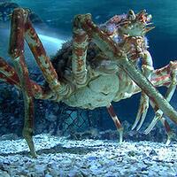crab-kongkepiting-terbesar-di-dunia