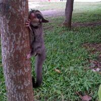 sugar-gliderlanjut---part-3