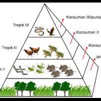 mahluk-hidup-dan-ekosistem-alami