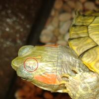 ltgtltgt-new-home-all-about-res-red-ear-slider---kura-brazil-ltgtltgt---part-1