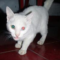 mengenal-kucing-kampung-dari-warnanya