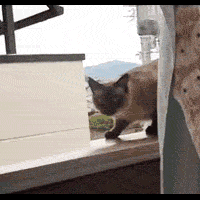 funny-cat-gifs-compilation-so-adorable---cat-lover-inside