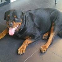 share-biro-jodoh-anjing-ii