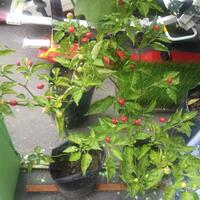 ayo-bertanam-cabe---hot--eksotis---part-1