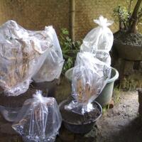 bonsai-kaskus-reborn--forum-sharing--diskusi-seputar-seni-bonsai-indonesia