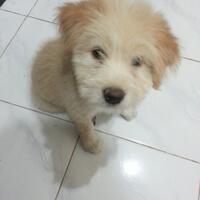 pencinta-anjing-kintamani-bali