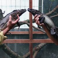 regiona-malang-reptil-lovers