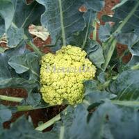 vegetable-lovers---official-thread---part-3