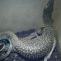 93787769378776937rumah-baru-untuk-varanus-lover-93787769378776937